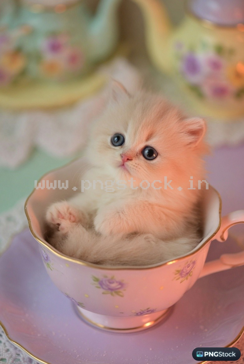 Adorable Tiny Kitten Sitting Inside Teacup in Soft Pastel Cozy Warm Light Macro Scene